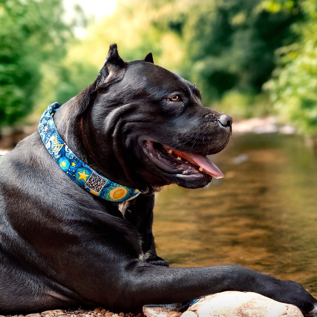 The Starry Nights Martingale Dog Collar With QuickLink