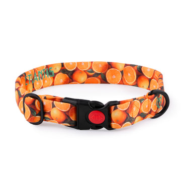 The Orange Spirit Buckle Dog Collar With QuickLink