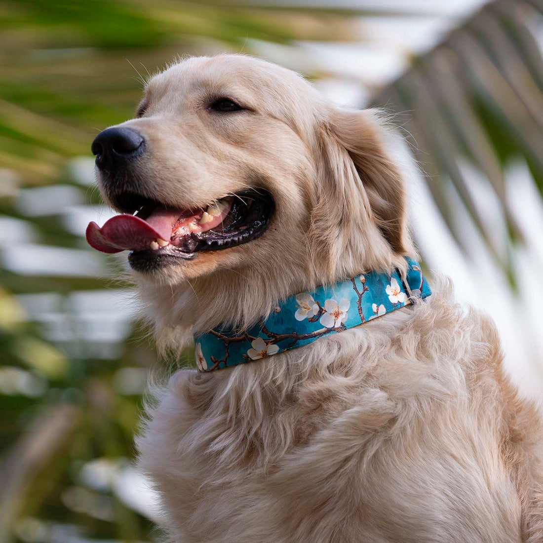 The Almond Blossom Buckle Dog Collar With QuickLink