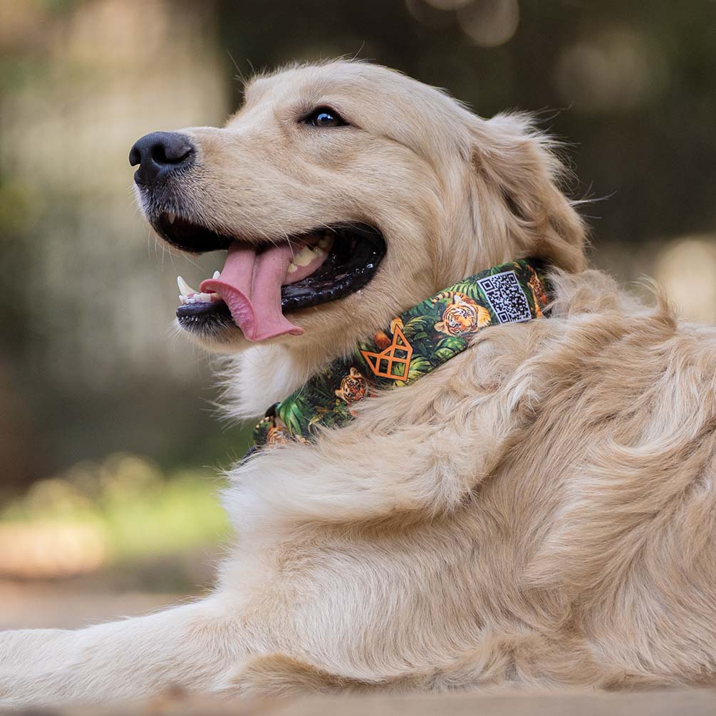 The Tiger Kingdom Buckle Dog Collar With QuickLink