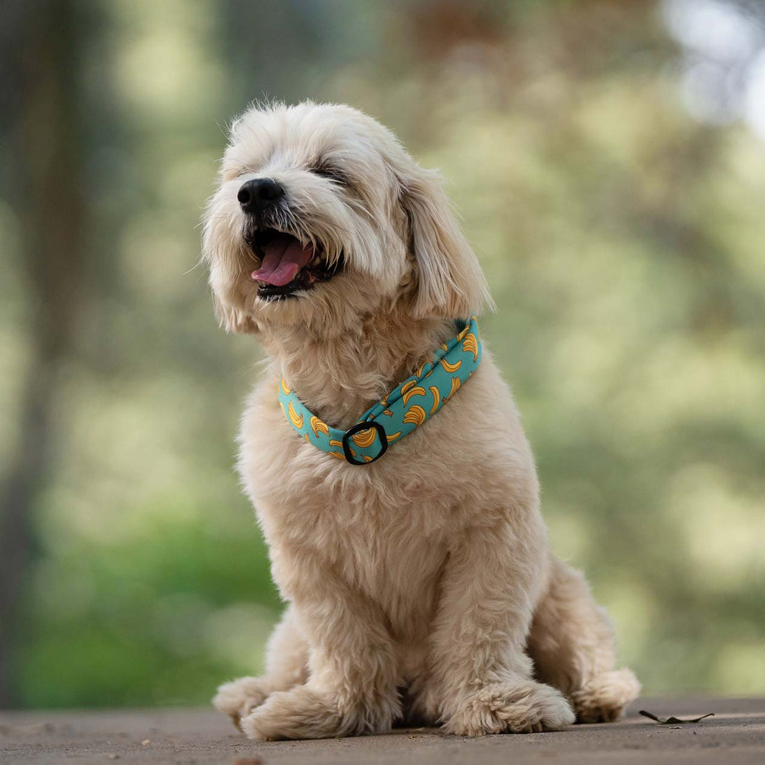 The Banana Twist Buckle Dog Collar With QuickLink