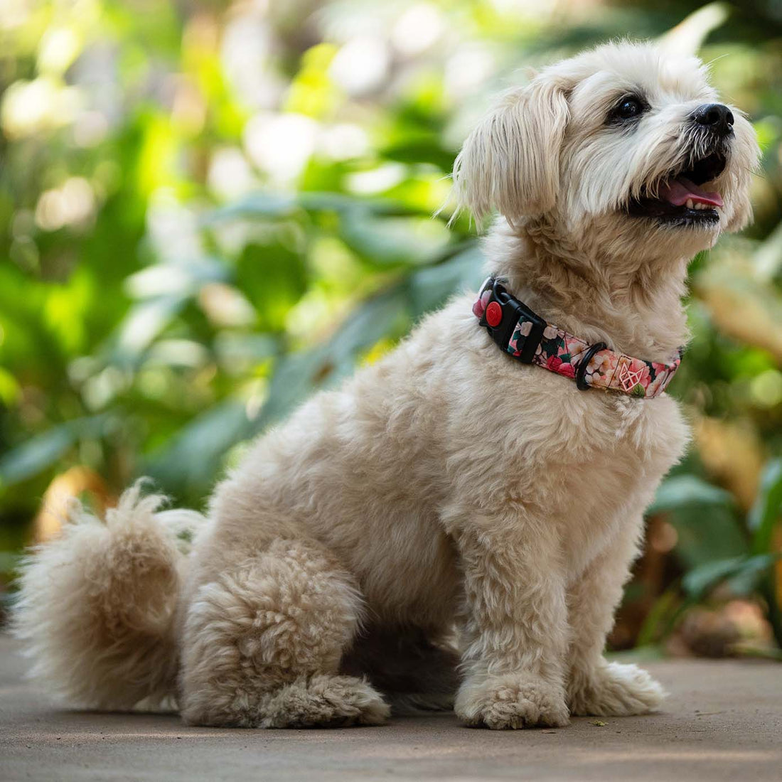 The Cherry Blossom Buckle Dog Collar With QuickLink