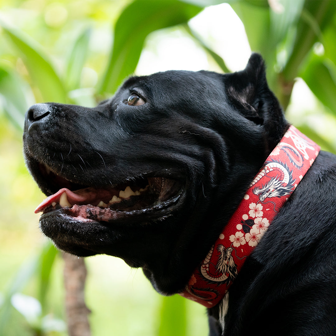 The Dragon Blossom Buckle Dog Collar With QuickLink