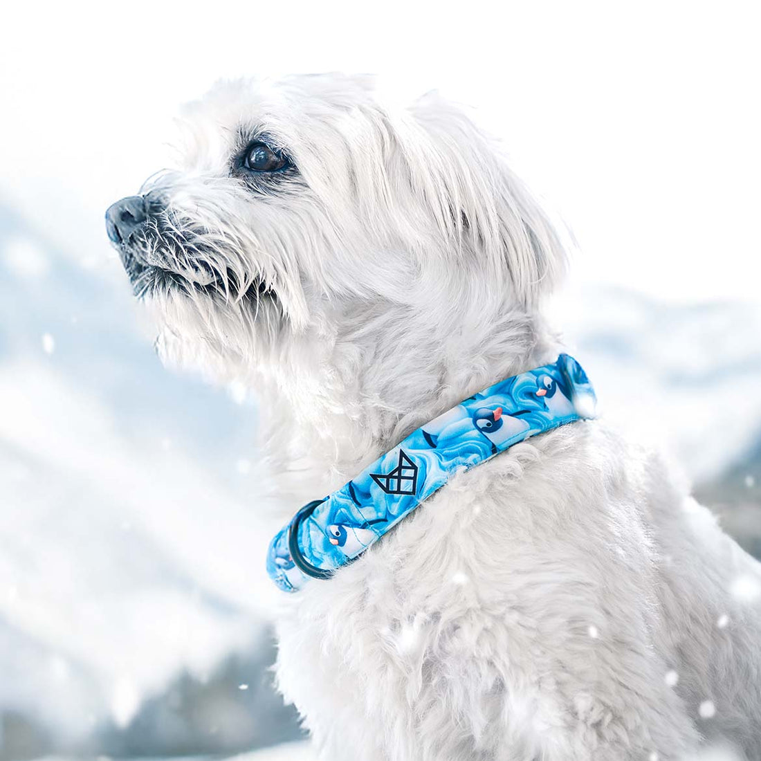 The Penguin Drift Martingale Dog Collar With QuickLink