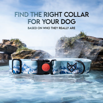 Find the Right Collar for Your Dog — Based on Who They Really Are