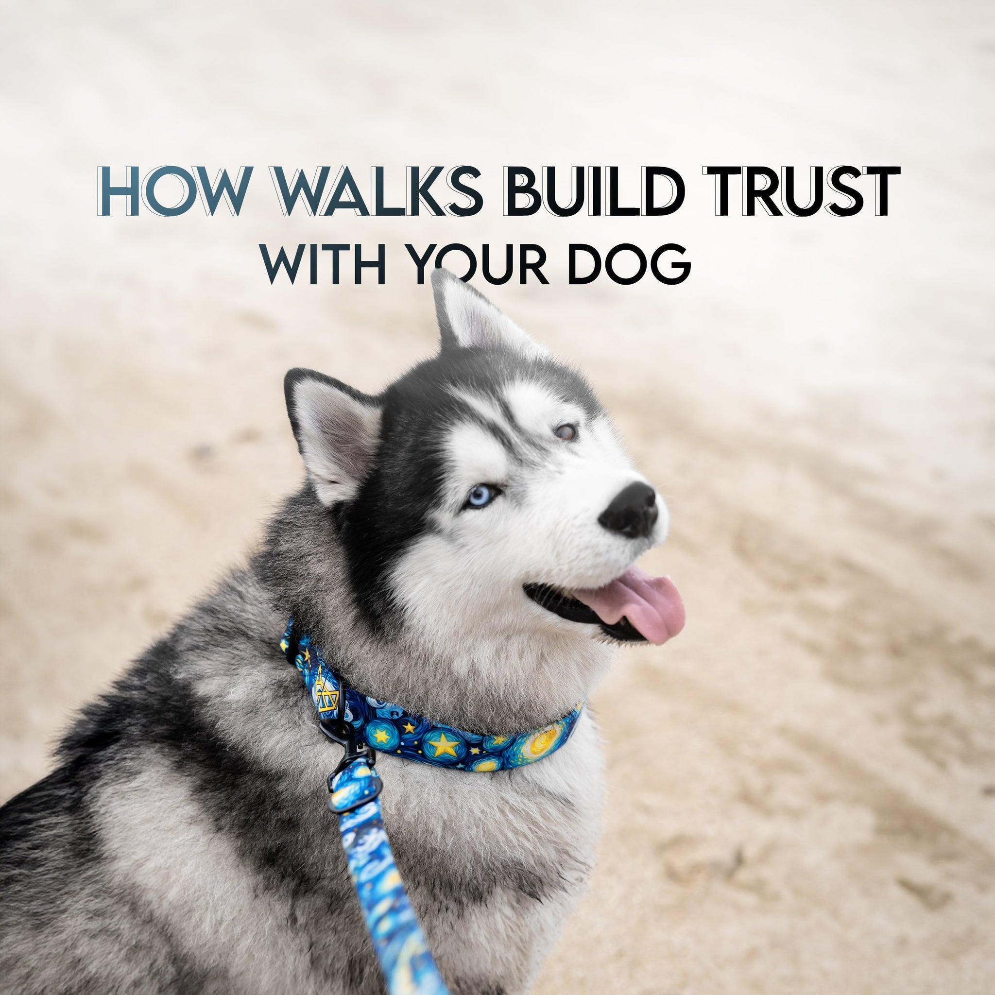 How Walks Build Trust With Your Dog
