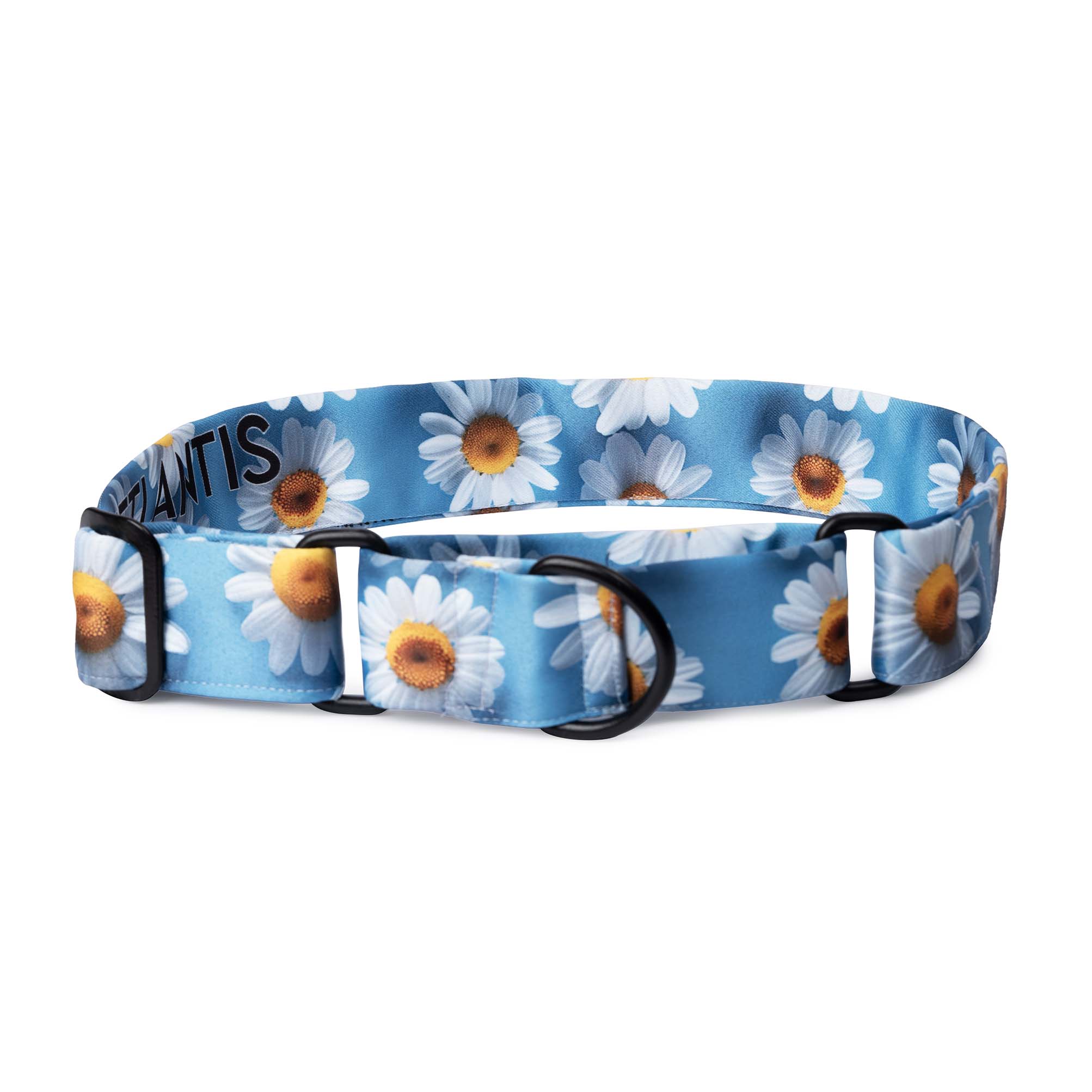 The Daisy Glow Martingale Dog Collar With QuickLink