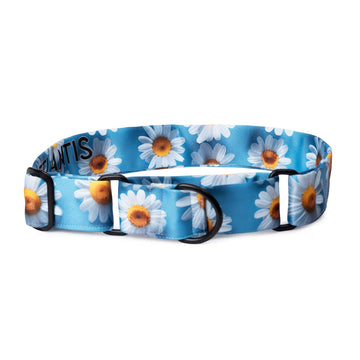 The Daisy Glow Martingale Dog Collar With QuickLink