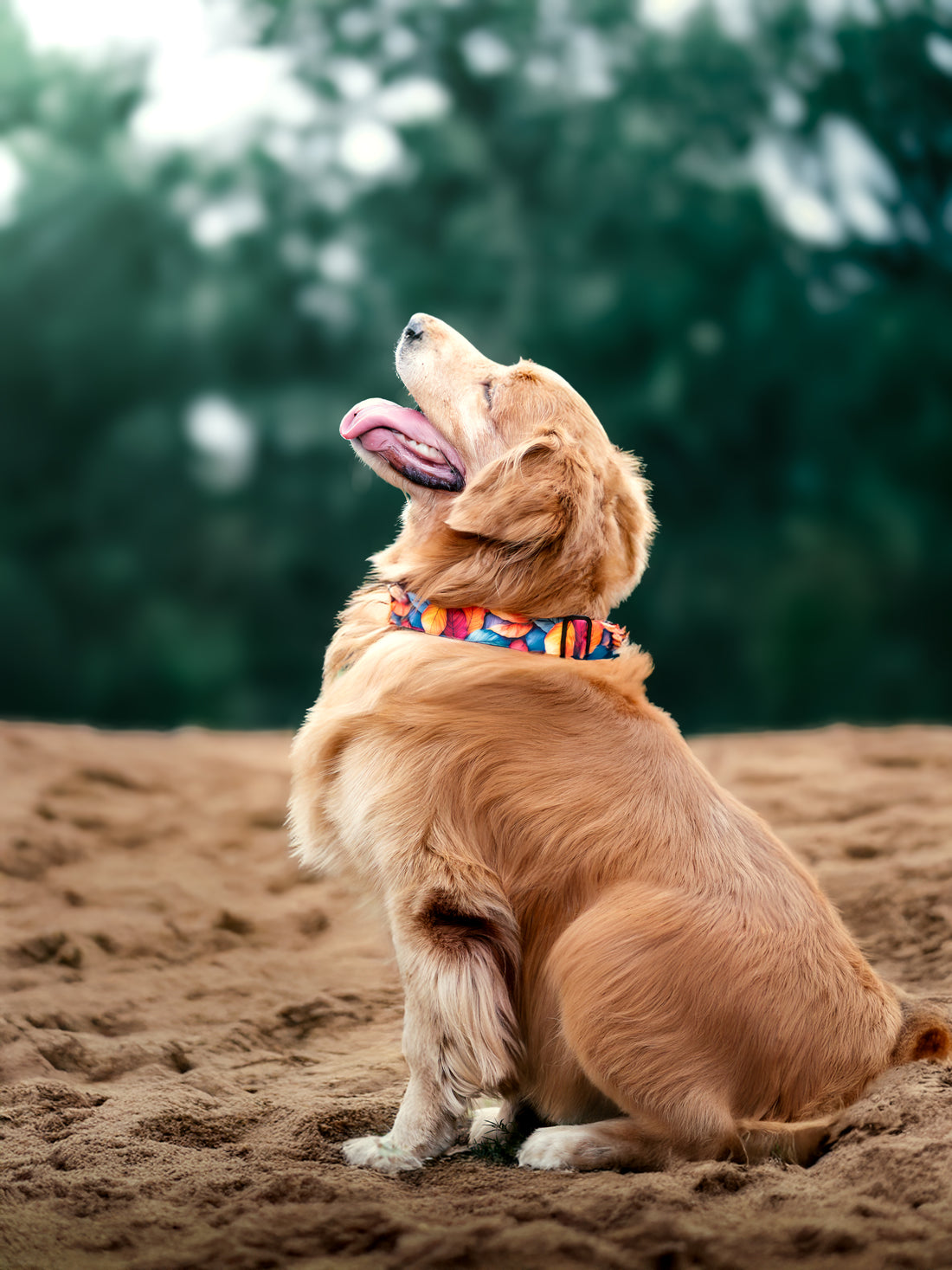 The Autumn Harmony Buckle Dog Collar With QuickLink