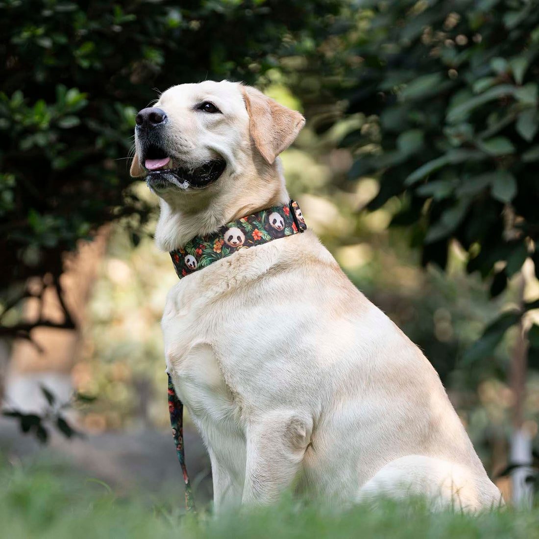 The Panda Haven Buckle Dog Collar With QuickLink