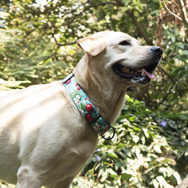 The Cherry Breeze Martingale Dog Collar With QuickLink