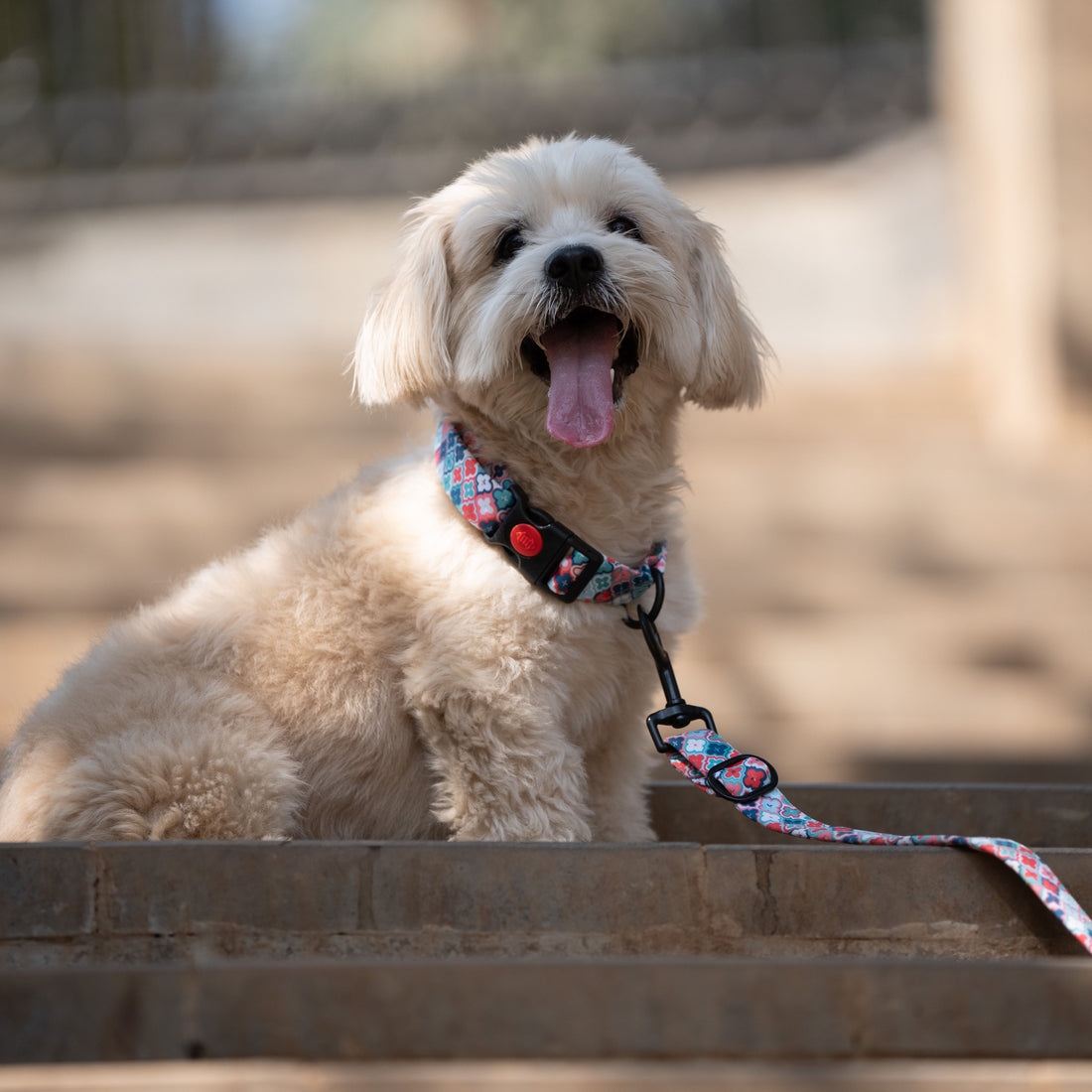 The Morocco Buckle Dog Collar With QuickLink