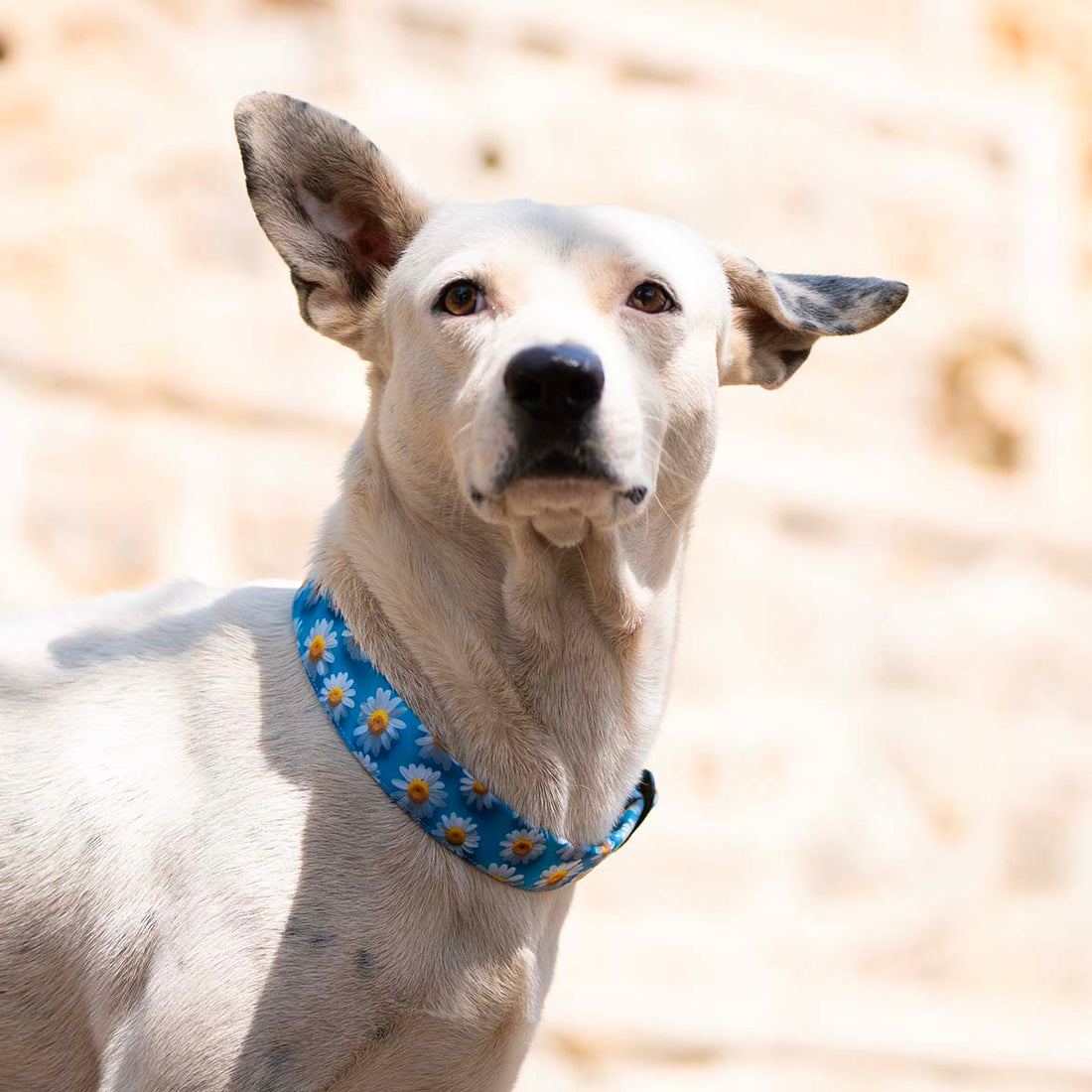 The Daisy Glow Buckle Dog Collar With QuickLink