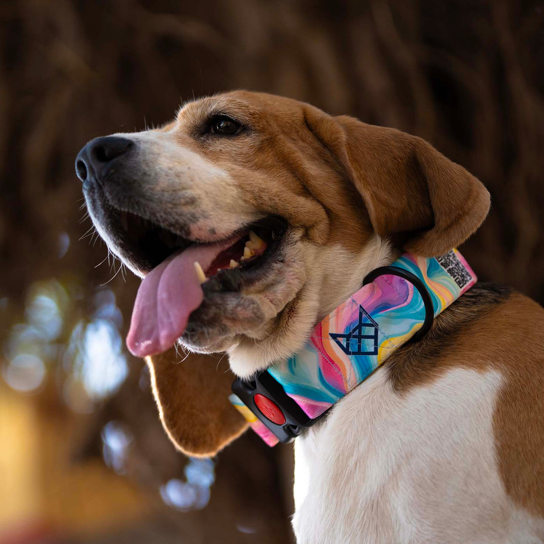 The Candy Wave Buckle Dog Collar With QuickLink