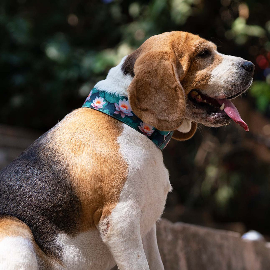 The Lotus Bloom Buckle Dog Collar With QuickLink