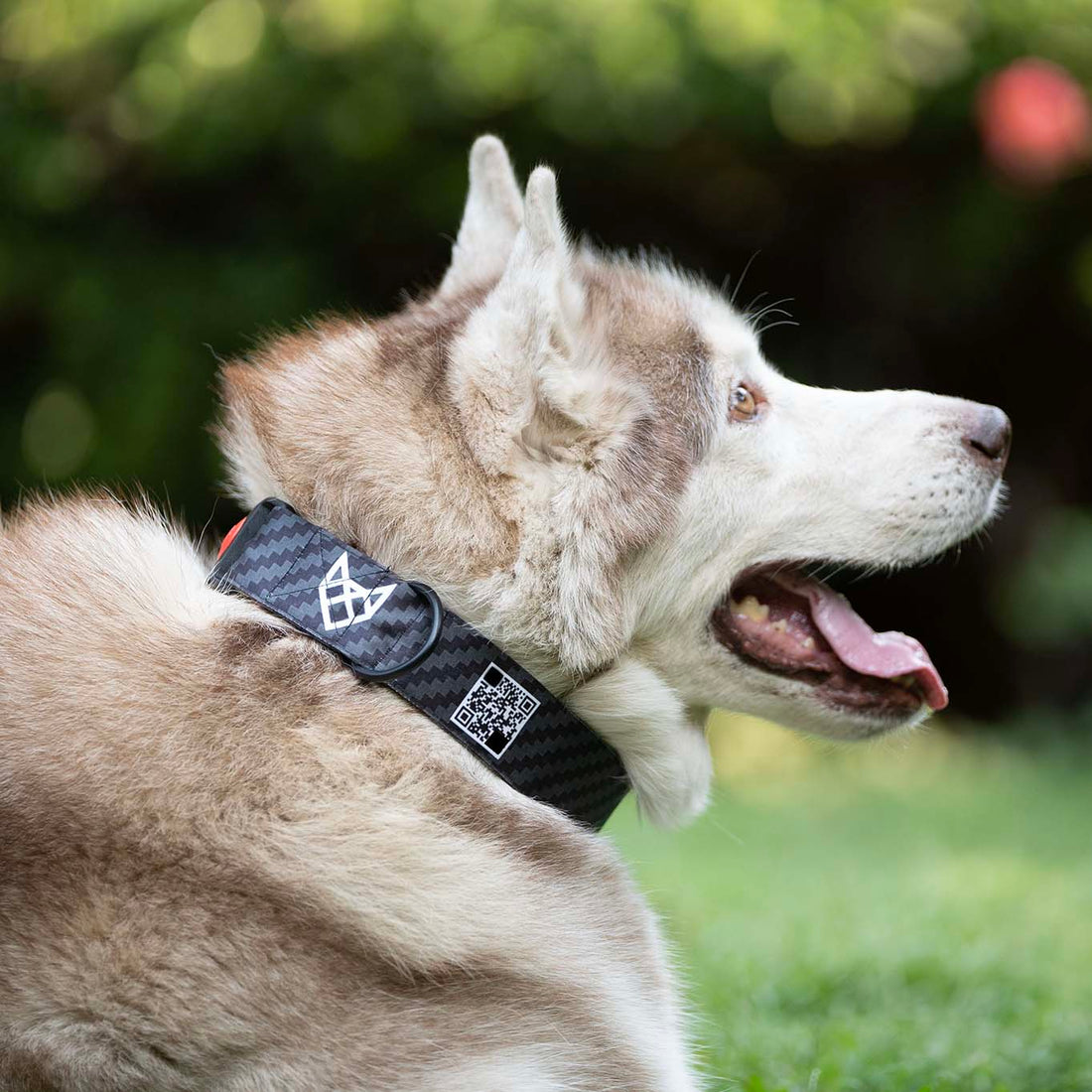 The Carbon Fiber Martingale Dog Collar With QuickLink