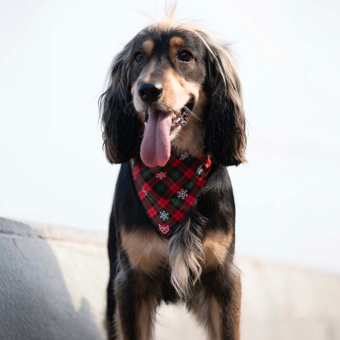 The Winter Bliss Bandana