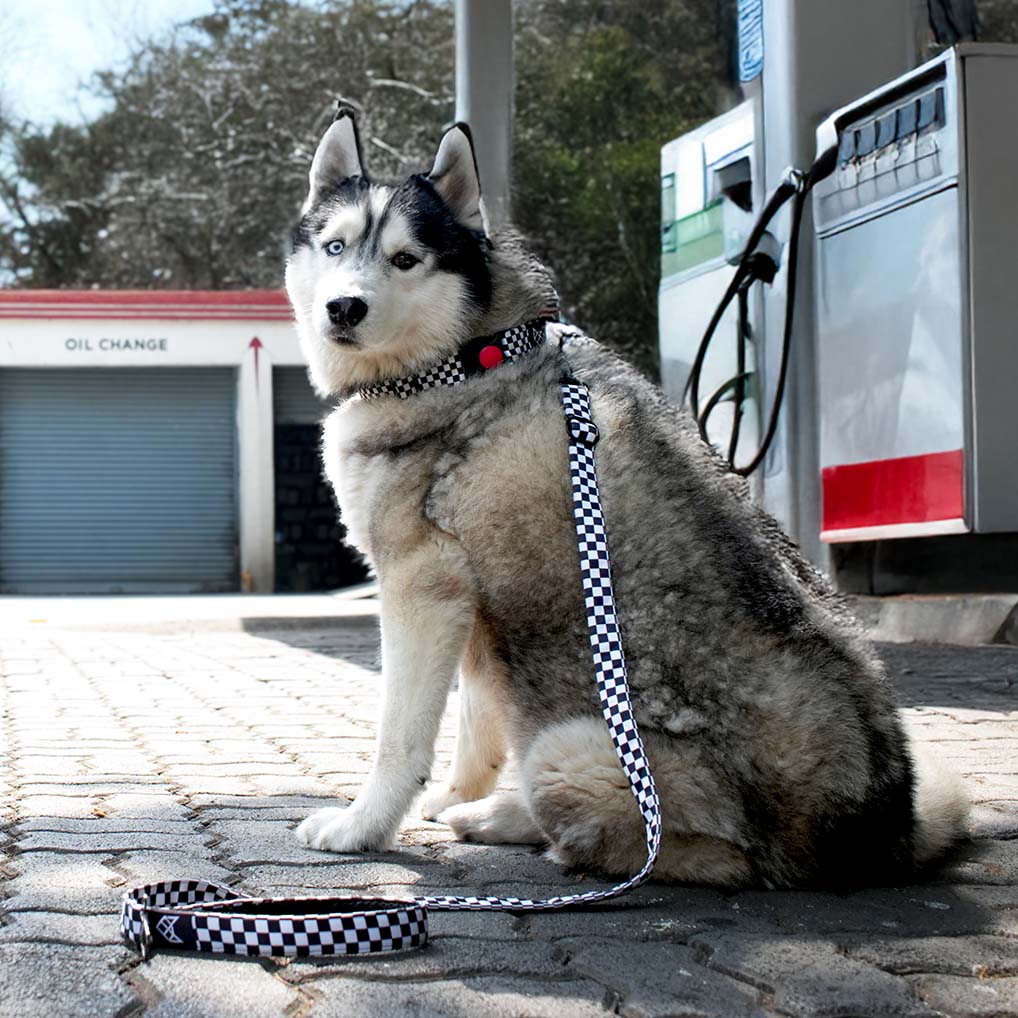 The Checkered Path Buckle Dog Collar With QuickLink
