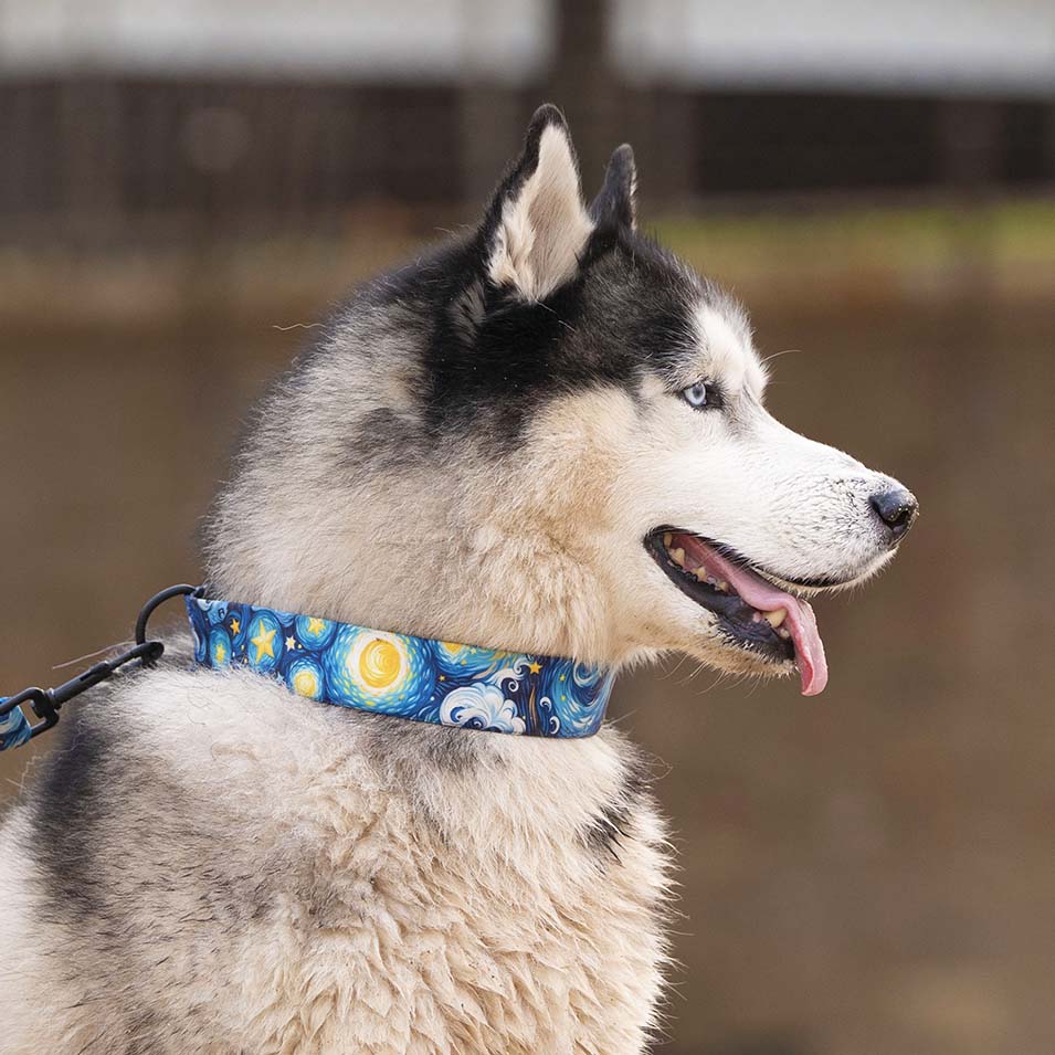 The Starry Nights Buckle Dog Collar With QuickLink