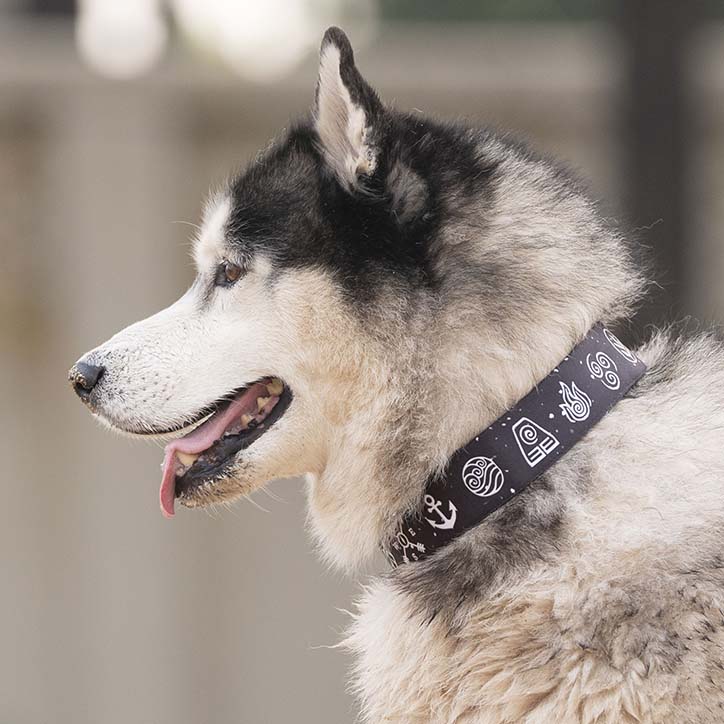 The Nomad Buckle Dog Collar With QuickLink