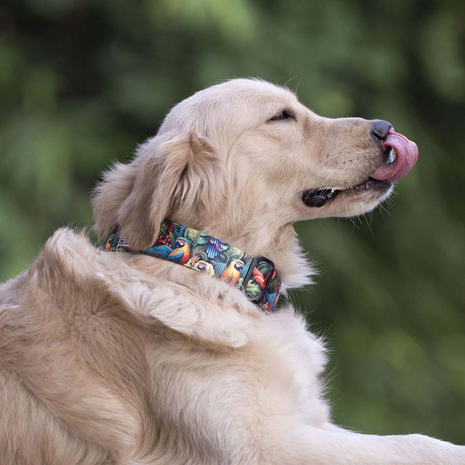 The Tropical Parade Martingale Dog Collar With QuickLink