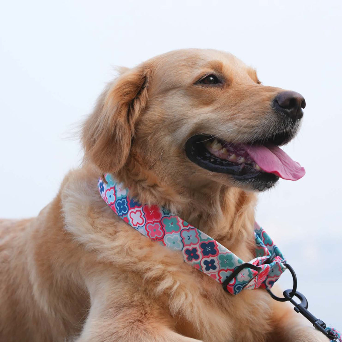 The Morocco Martingale Dog Collar With QuickLink