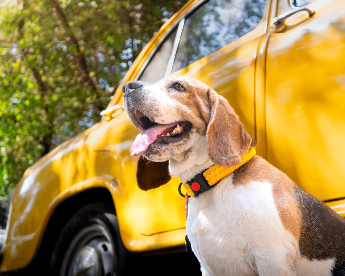 The Honey Hex Buckle Dog Collar With QuickLink