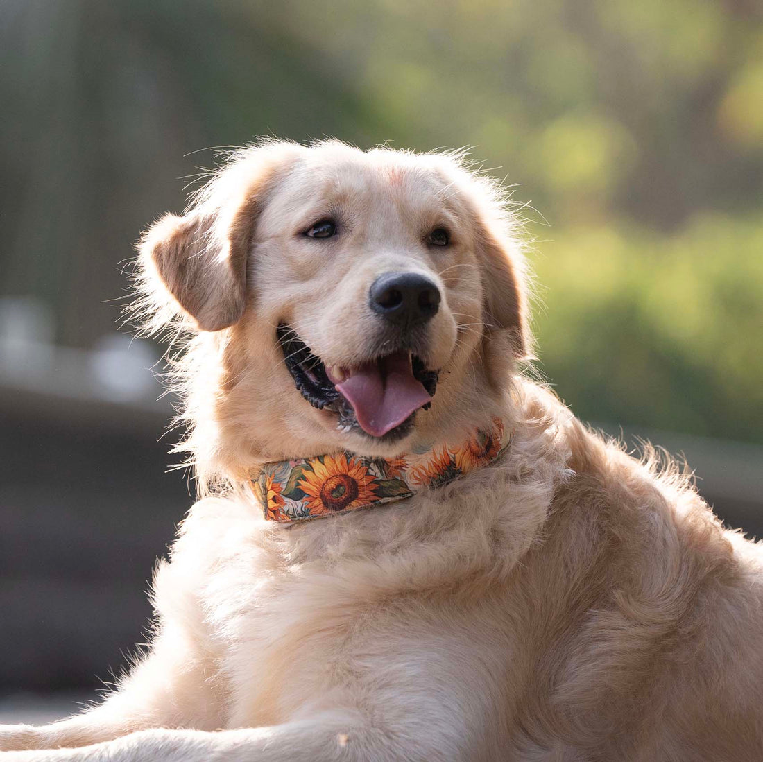 The Sunflower Swirl Martingale Dog Collar With QuickLink