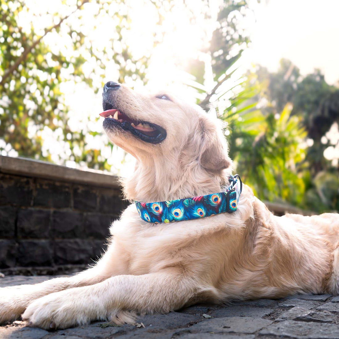 The Peacocks Glory Martingale Dog Collar With QuickLink