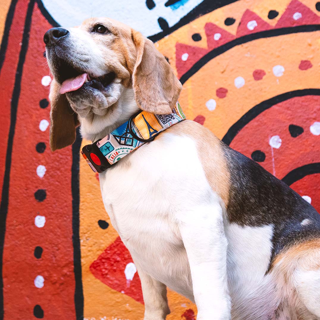 The Wanderlust Buckle Dog Collar With QuickLink